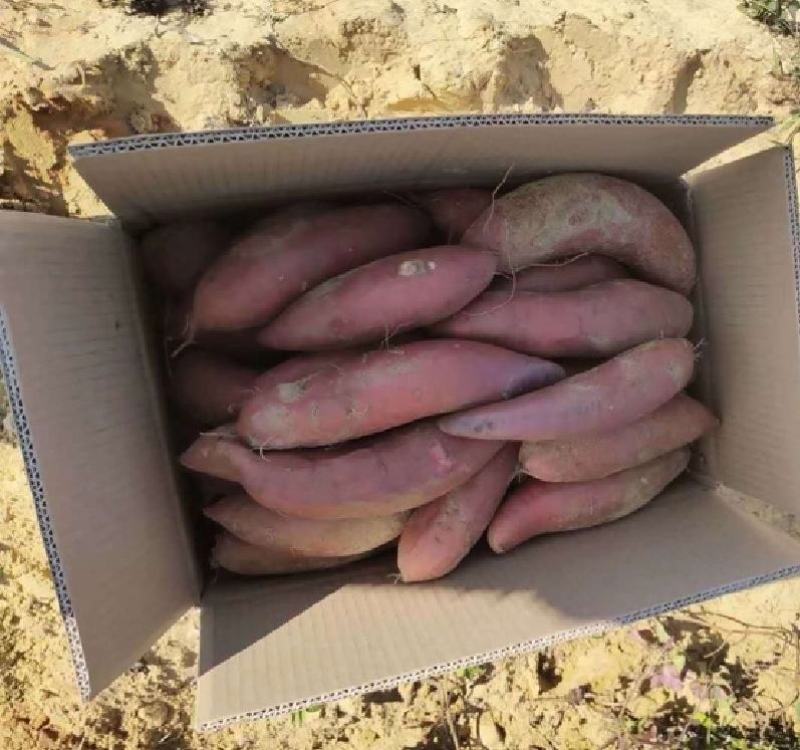 《实力》湖北板栗薯济26产地直销工厂专用价格便宜出粉率高