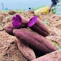 紫薯湖北红薯软糯香甜规格齐全品种多支持视频看货