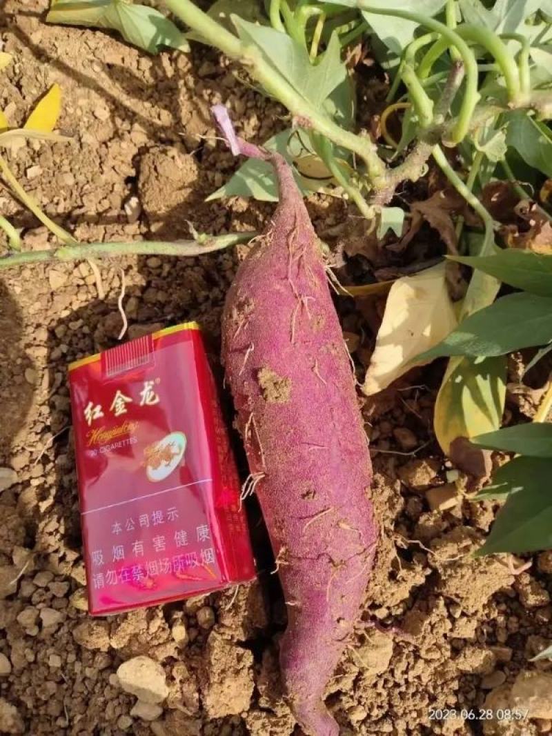紫薯湖北红薯软糯香甜规格齐全品种多支持视频看货
