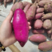 紫薯湖北红薯软糯香甜规格齐全品种多支持视频看货