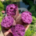 紫薯湖北红薯软糯香甜规格齐全品种多支持视频看货