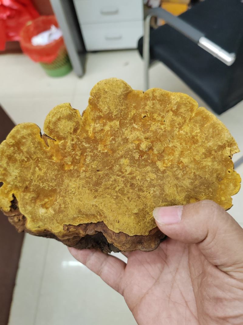 桑黄暴马丁岩黄大货批发产地货源价格便宜支持代发