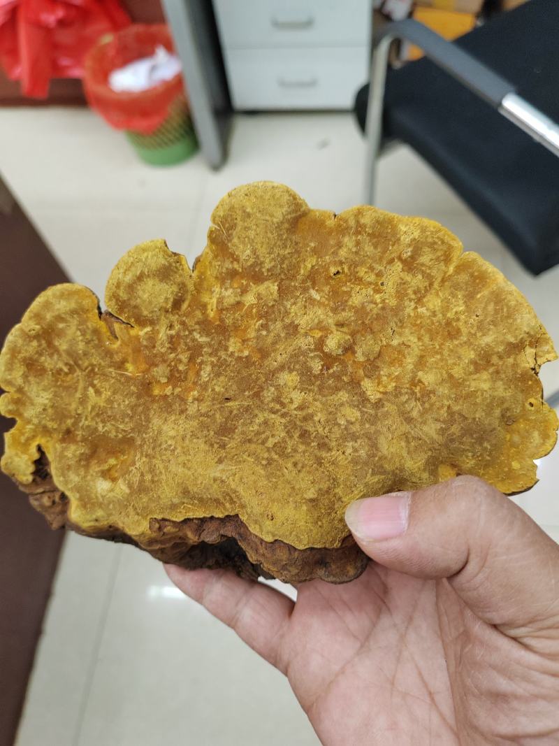 桑黄暴马丁岩黄大货批发产地货源价格便宜支持代发