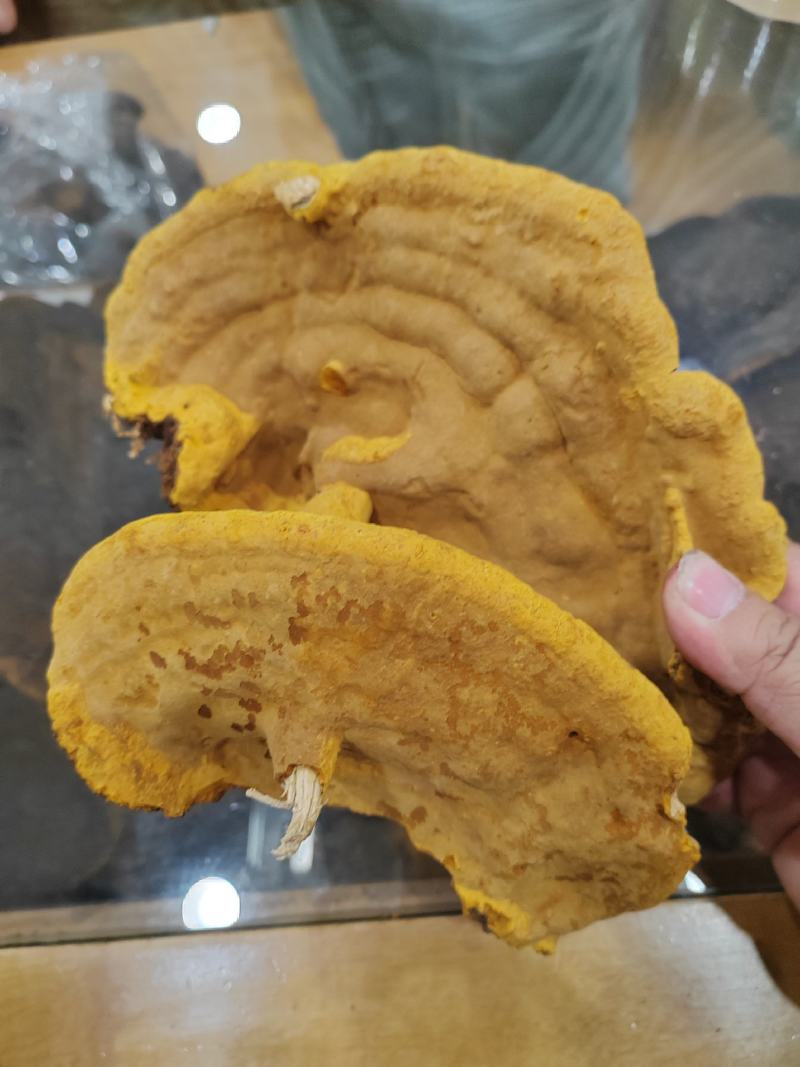 桑黄暴马丁岩黄大货批发产地货源价格便宜支持代发