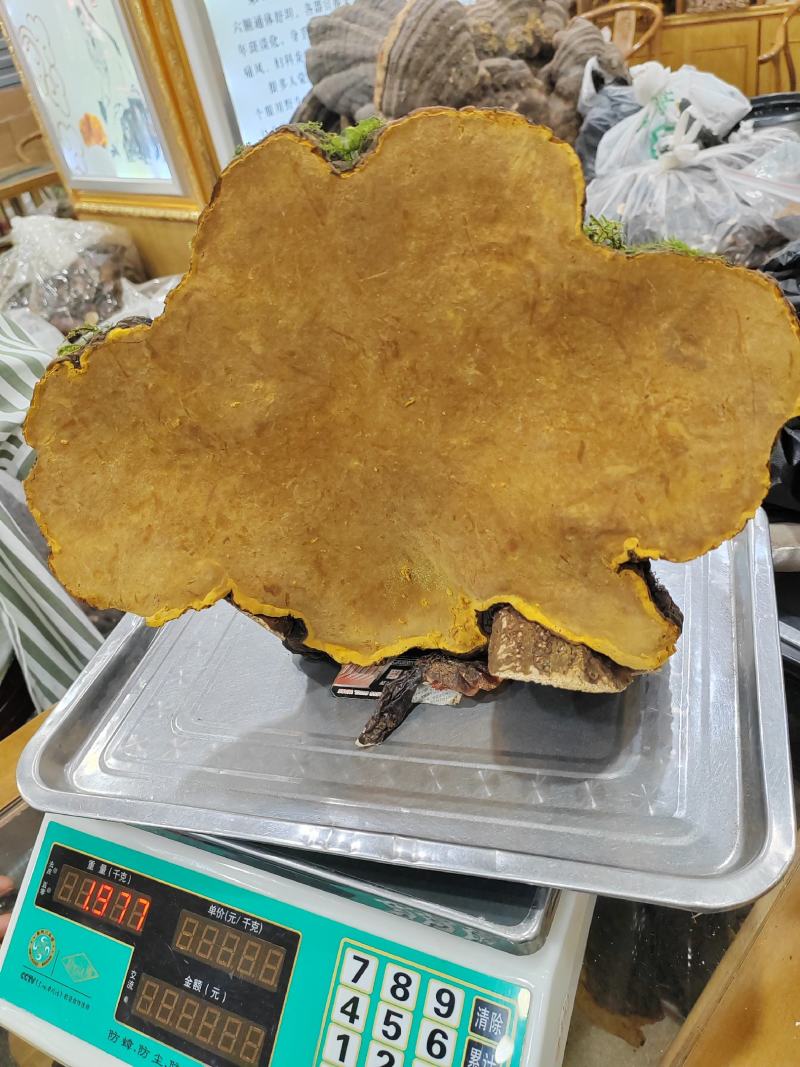 桑黄暴马丁岩黄大货批发产地货源价格便宜支持代发