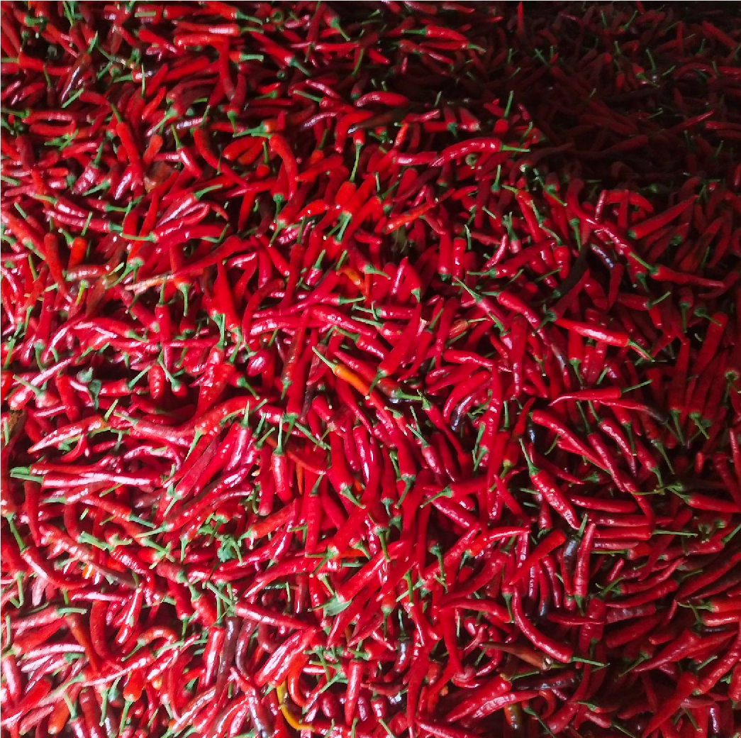 新鲜采摘的辣椒王果实