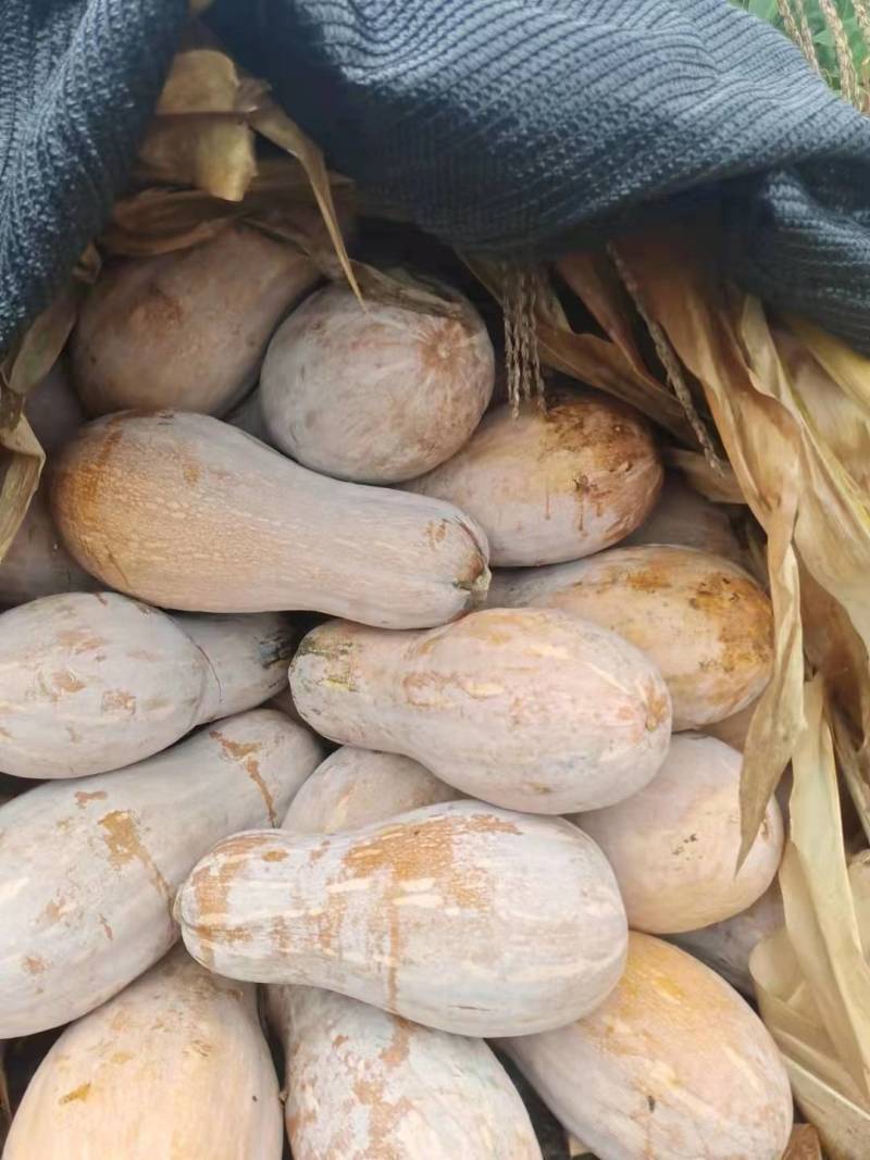 蜜本老南瓜个头大，口感甜，基地直发无中间商。
