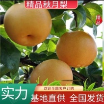 《热卖中》砀山秋月梨，圆黄梨大量上市代发全国可视频