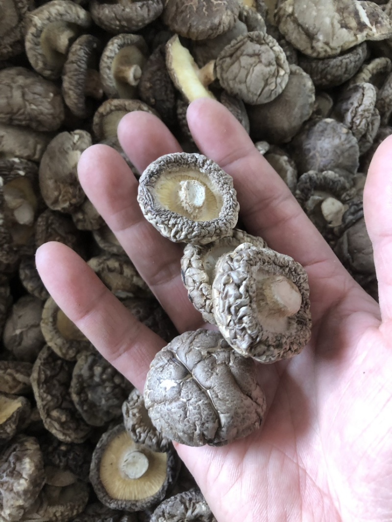 「干香菇」西峡香菇厂家直发供应加工厂餐饮