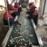 「干香菇」西峡香菇厂家直发供应加工厂餐饮