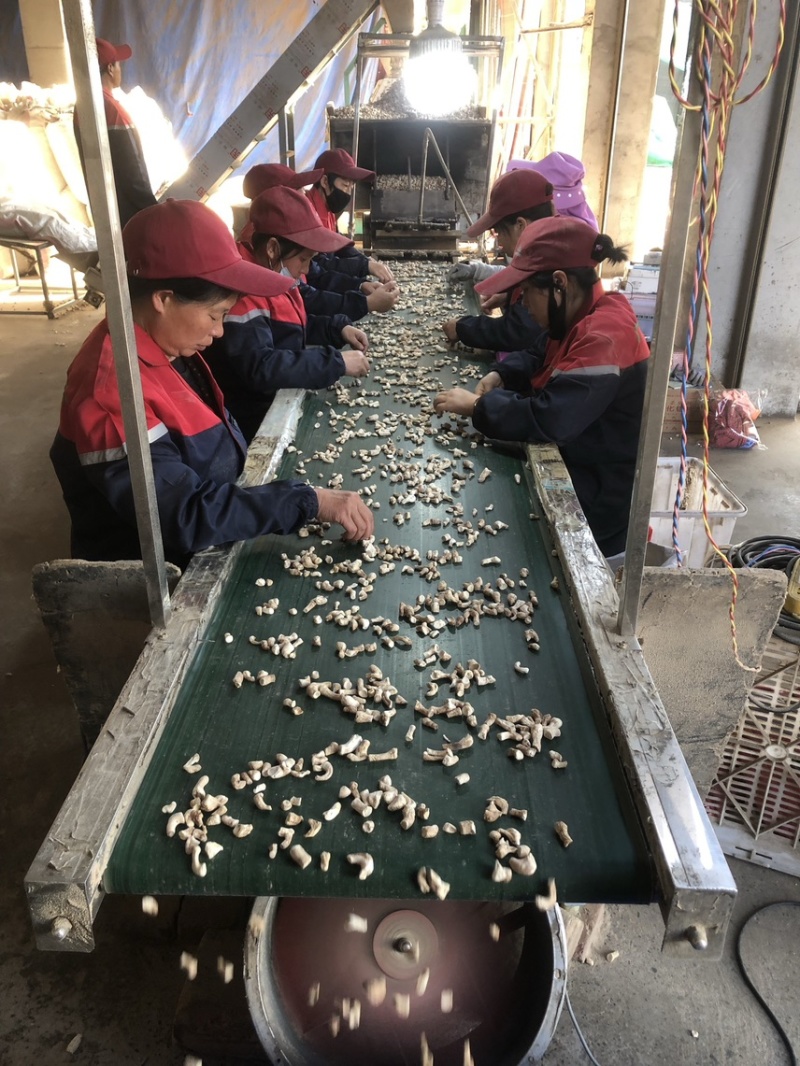 「干香菇」西峡香菇厂家直发供应加工厂餐饮