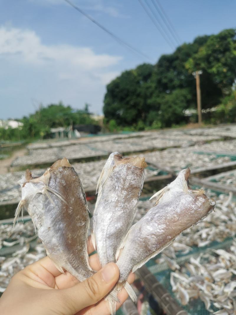 【牛商优选】广西北海精品黄鱼干规格齐全口感香脆精选