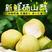《热卖中》砀山酥梨一手货源全国代发保证质量欢迎电话