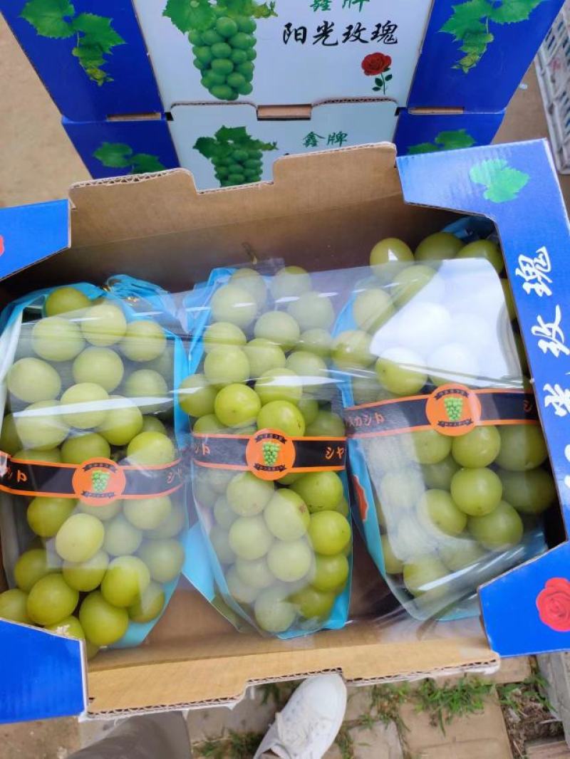 阳光玫瑰安徽砀山阳光玫瑰大量供应颗粒饱满香甜可口