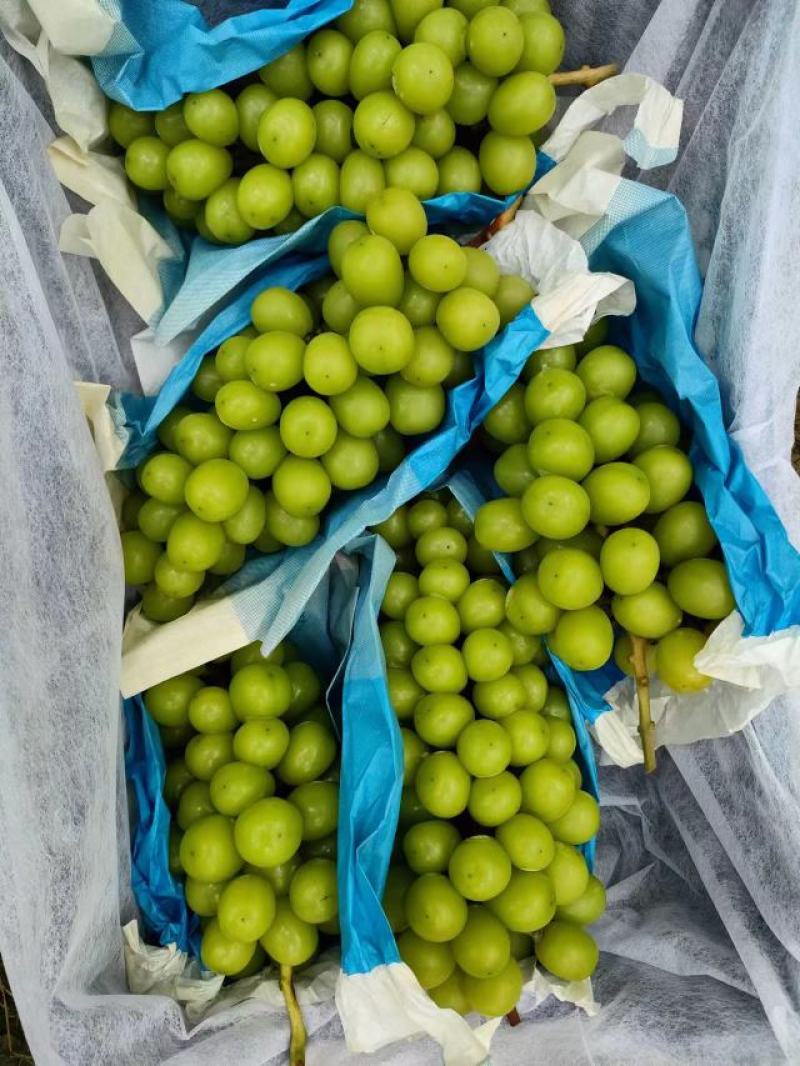阳光玫瑰安徽砀山阳光玫瑰大量供应颗粒饱满香甜可口