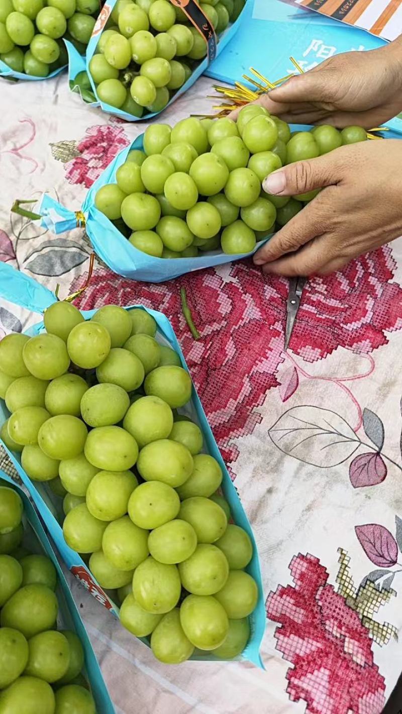 阳光玫瑰安徽砀山阳光玫瑰大量供应颗粒饱满香甜可口