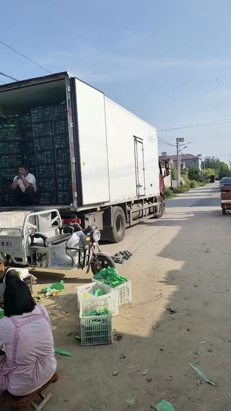 阳光玫瑰安徽砀山阳光玫瑰大量供应颗粒饱满香甜可口