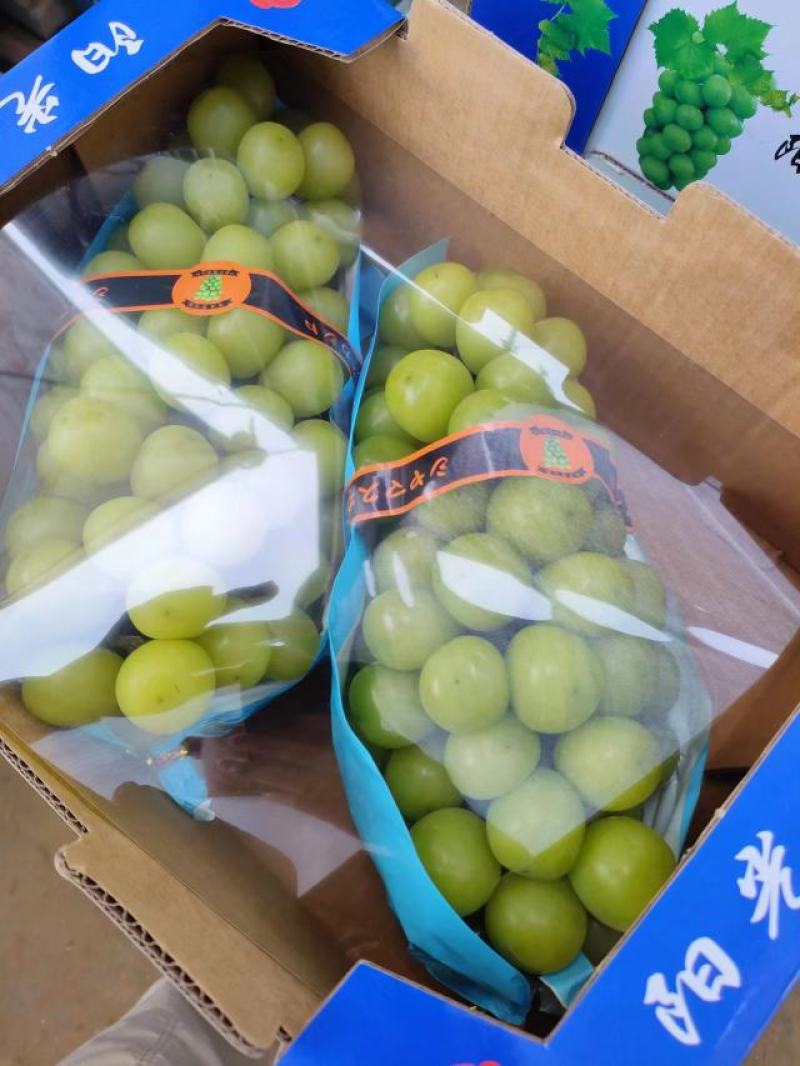 阳光玫瑰安徽砀山阳光玫瑰大量供应颗粒饱满香甜可口