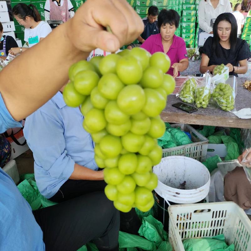 阳光玫瑰安徽砀山阳光玫瑰大量供应颗粒饱满香甜可口