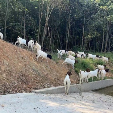 江西带胎波尔山羊羊羔品质优先假一赔十优质商家