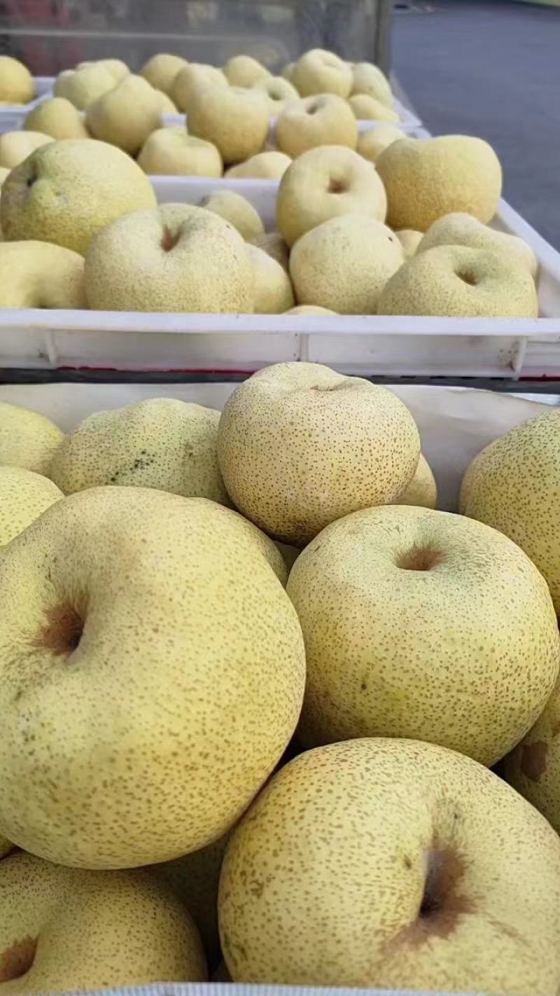 砀山酥梨大量上市中果面干净脆甜多汁品质高价格优