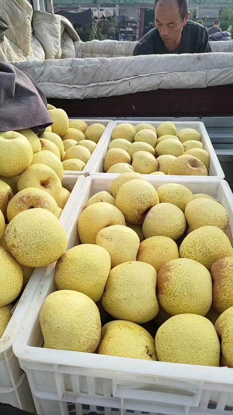 砀山酥梨大量上市中果面干净脆甜多汁品质高价格优