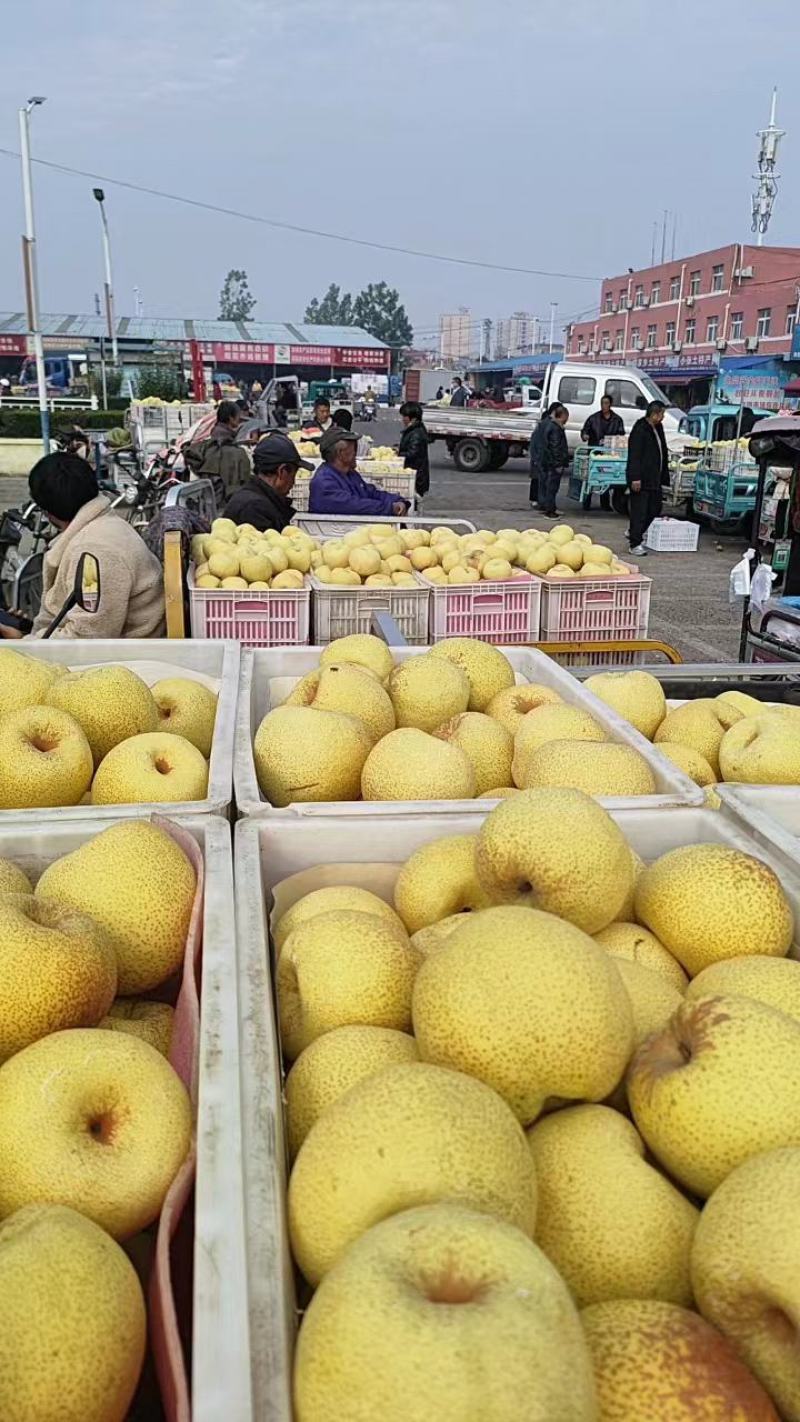 砀山酥梨大量上市中果面干净脆甜多汁品质高价格优
