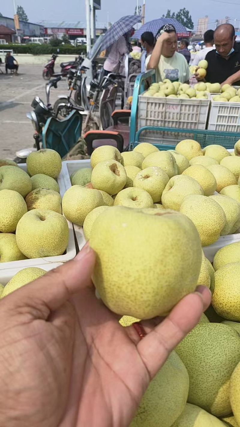 砀山酥梨大量上市中果面干净脆甜多汁品质高价格优