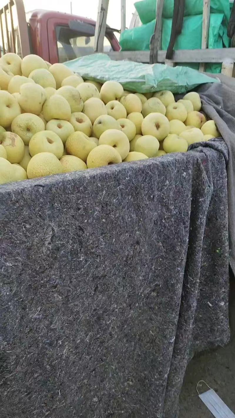 砀山酥梨大量上市中果面干净脆甜多汁品质高价格优