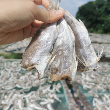【牛商优选】广西北海精品黄鱼干规格齐全口感香脆精选