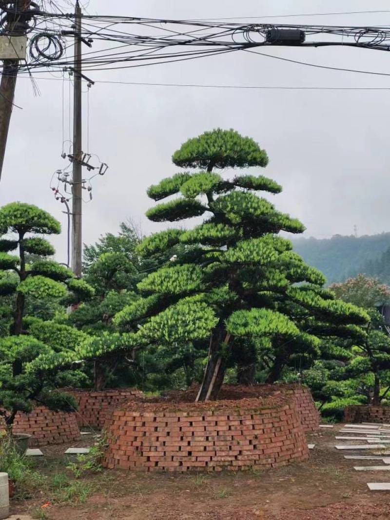 苗圃直供精品造型罗汉松长飘造型罗汉松弯杆造型罗汉松批发