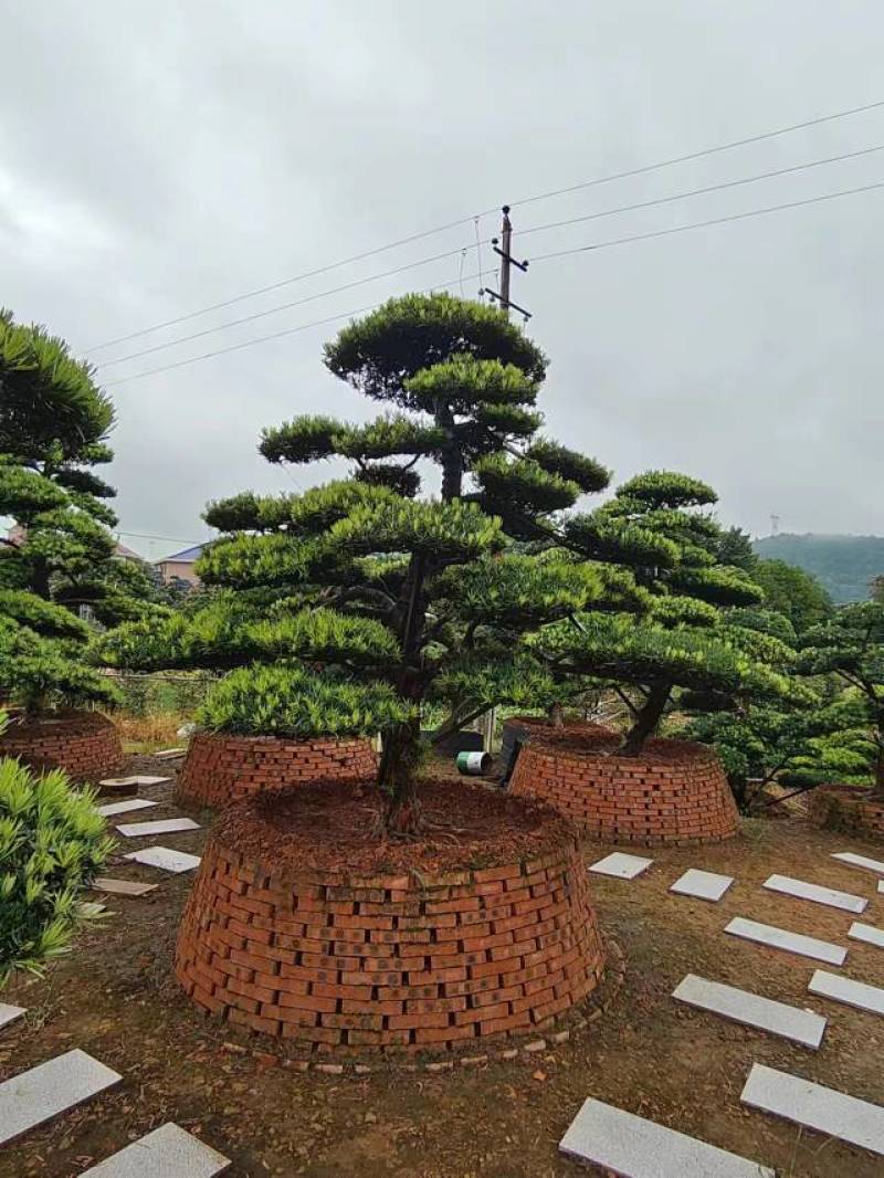 苗圃直供精品造型罗汉松长飘造型罗汉松弯杆造型罗汉松批发