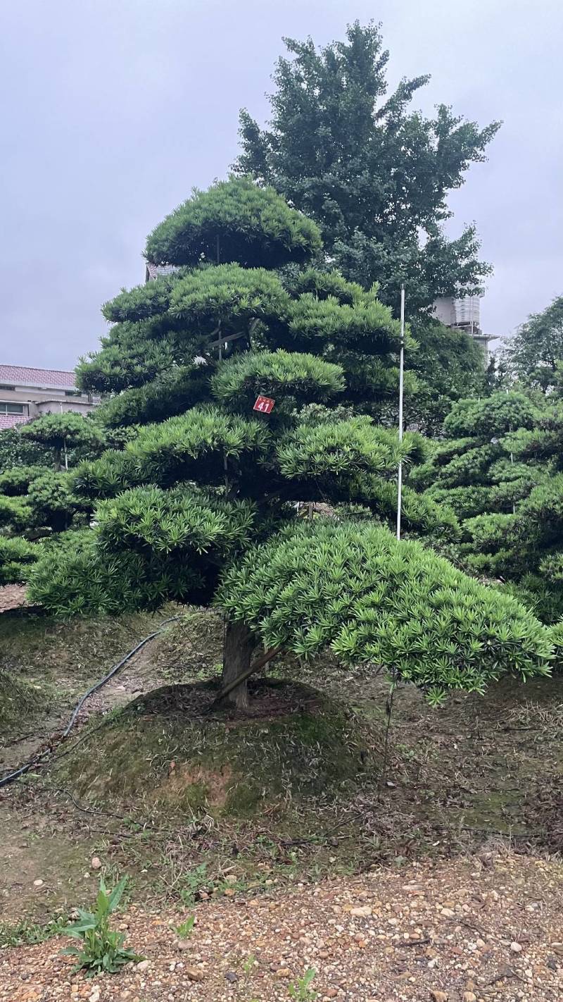 苗圃直供精品造型罗汉松长飘造型罗汉松弯杆造型罗汉松批发