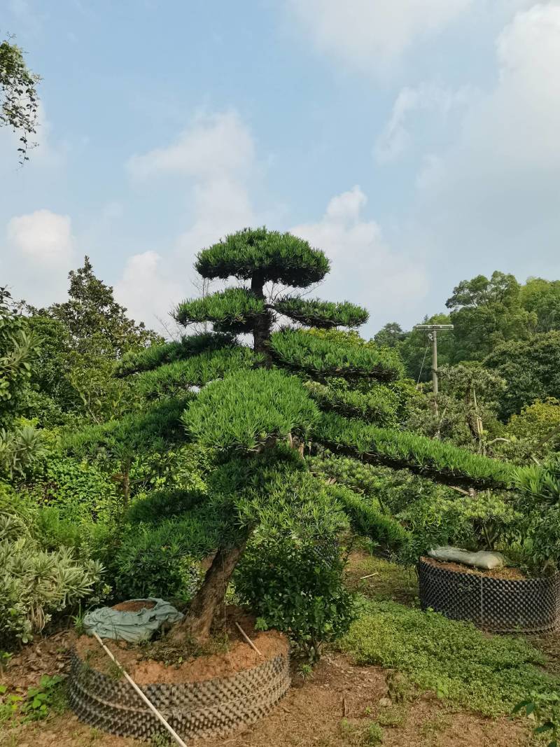 苗圃直供精品造型罗汉松长飘造型罗汉松弯杆造型罗汉松批发