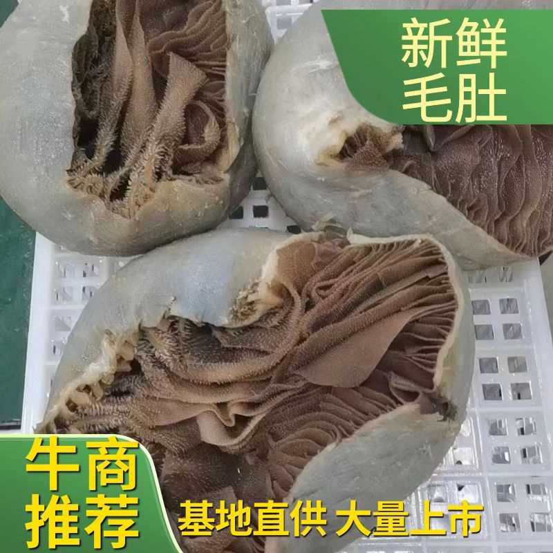 【优质】山东整毛肚整肚大量现货保质保量欢迎订购