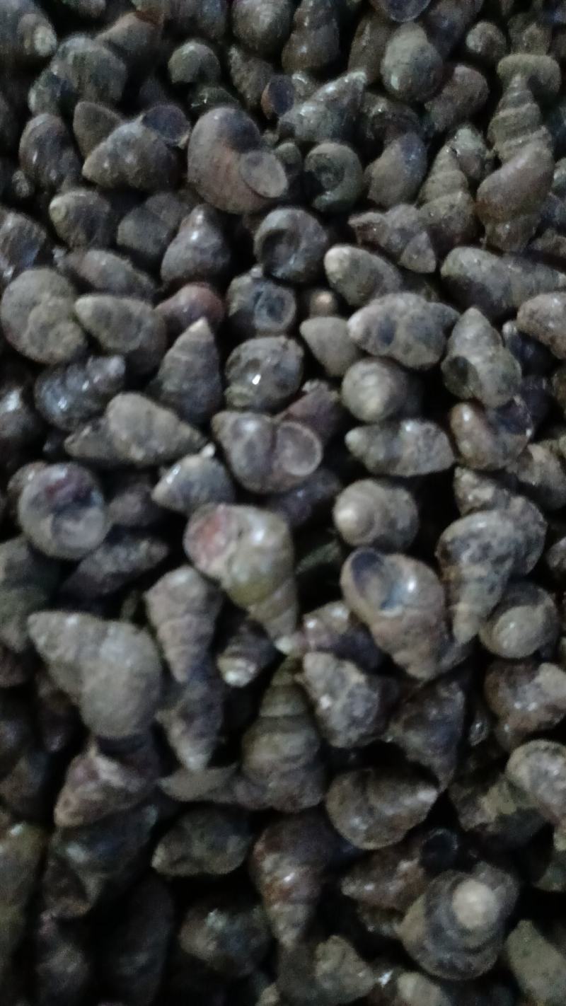螺蛳一手货源存手工货无积压今发明到保证鲜活包直达费用