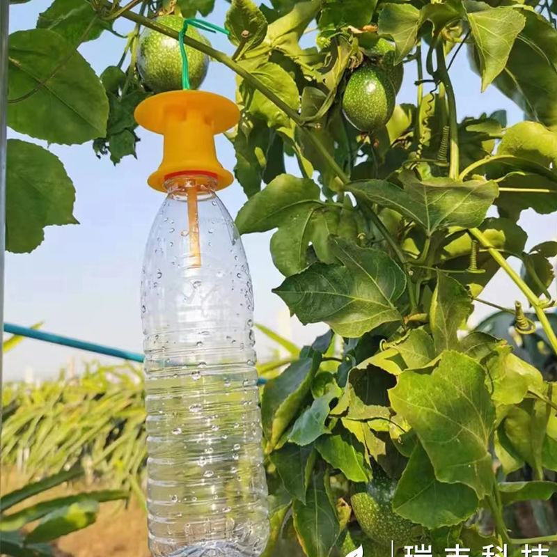 果蝇诱捕器果蝇引诱剂针蜂桔小蝇诱捕剂万蝇迷瓜果实蝇引诱