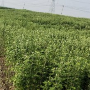 河南周口淮阳艾草全棵