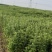 河南周口淮阳艾草全棵