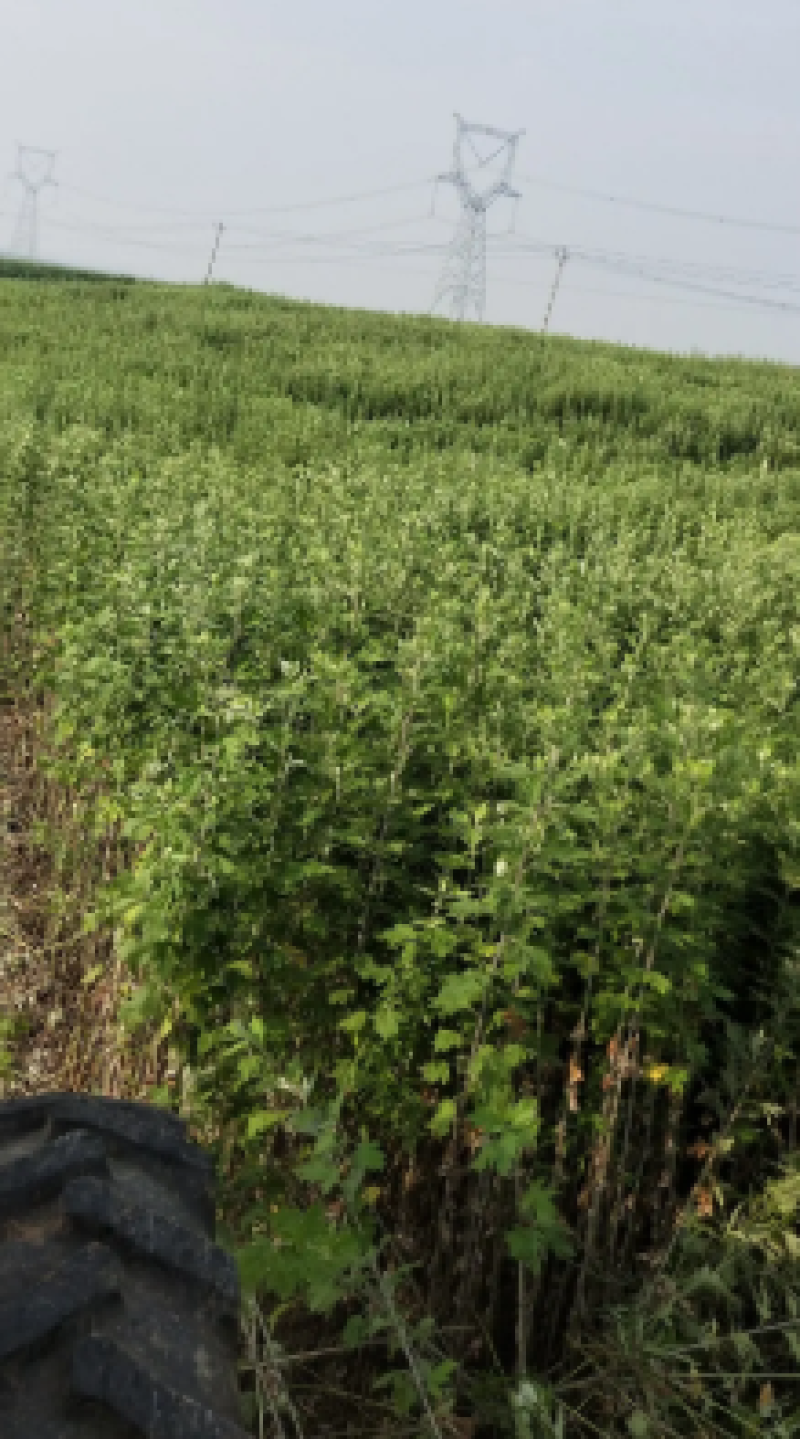 河南周口淮阳艾草全棵