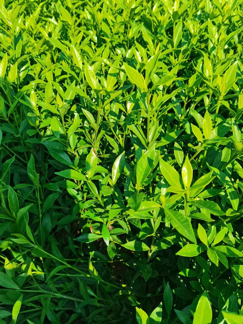 苗圃直供小叶栀子杯苗小叶栀子地苗小叶栀子芽苗量大从优批发