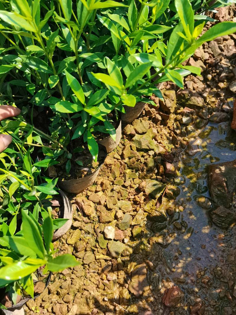 苗圃直供小叶栀子杯苗小叶栀子地苗小叶栀子芽苗量大从优批发