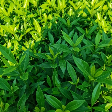 苗圃直供小叶栀子杯苗小叶栀子地苗小叶栀子芽苗量大从优批发