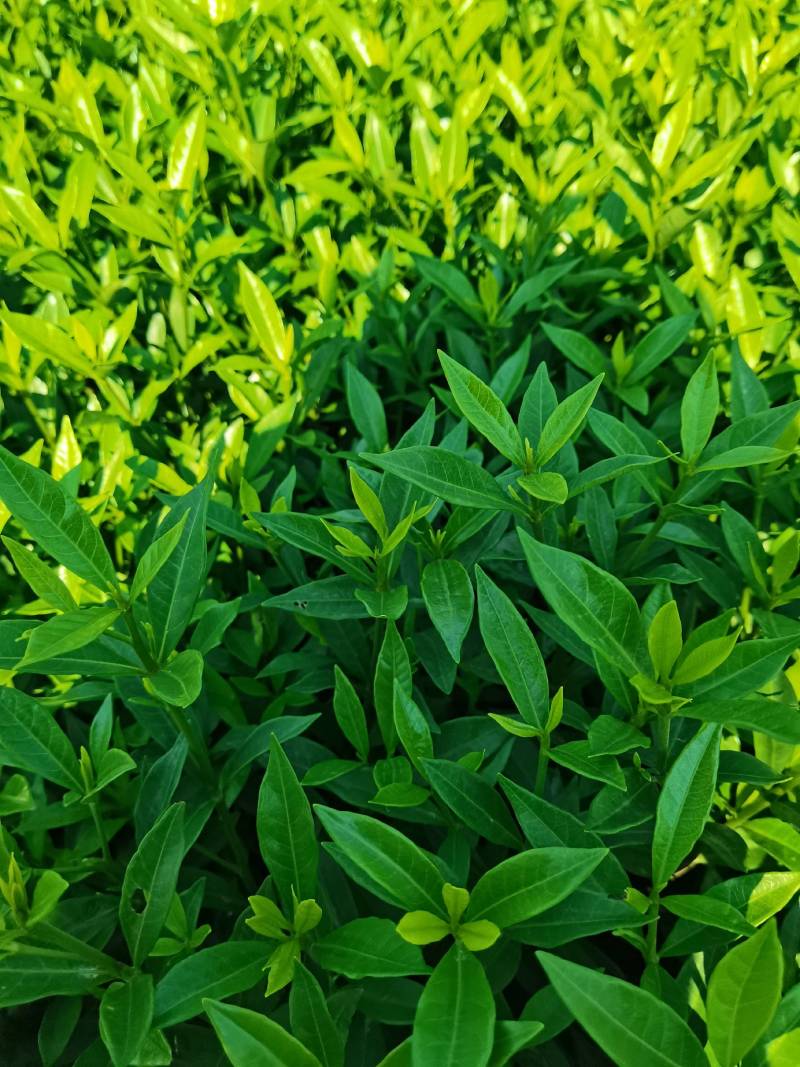苗圃直供小叶栀子杯苗小叶栀子地苗小叶栀子芽苗量大从优批发
