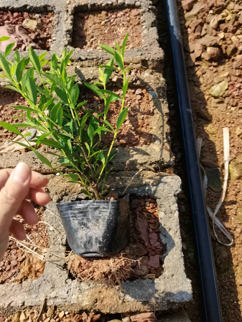 苗圃直供小叶栀子杯苗小叶栀子地苗小叶栀子芽苗量大从优批发