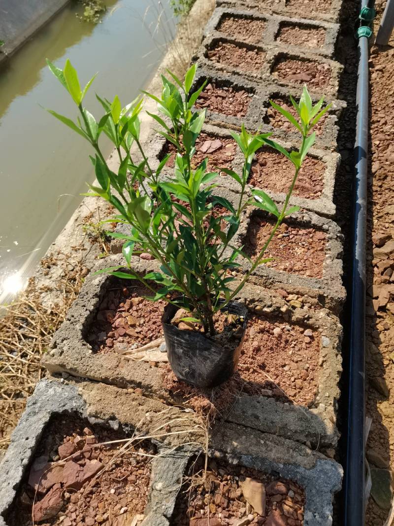 苗圃直供小叶栀子杯苗小叶栀子地苗小叶栀子芽苗量大从优批发