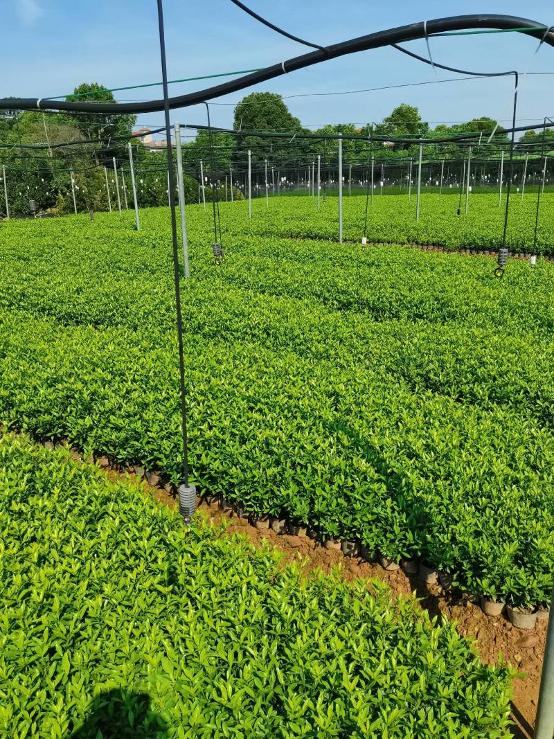 苗圃直供小叶栀子杯苗小叶栀子地苗小叶栀子芽苗量大从优批发