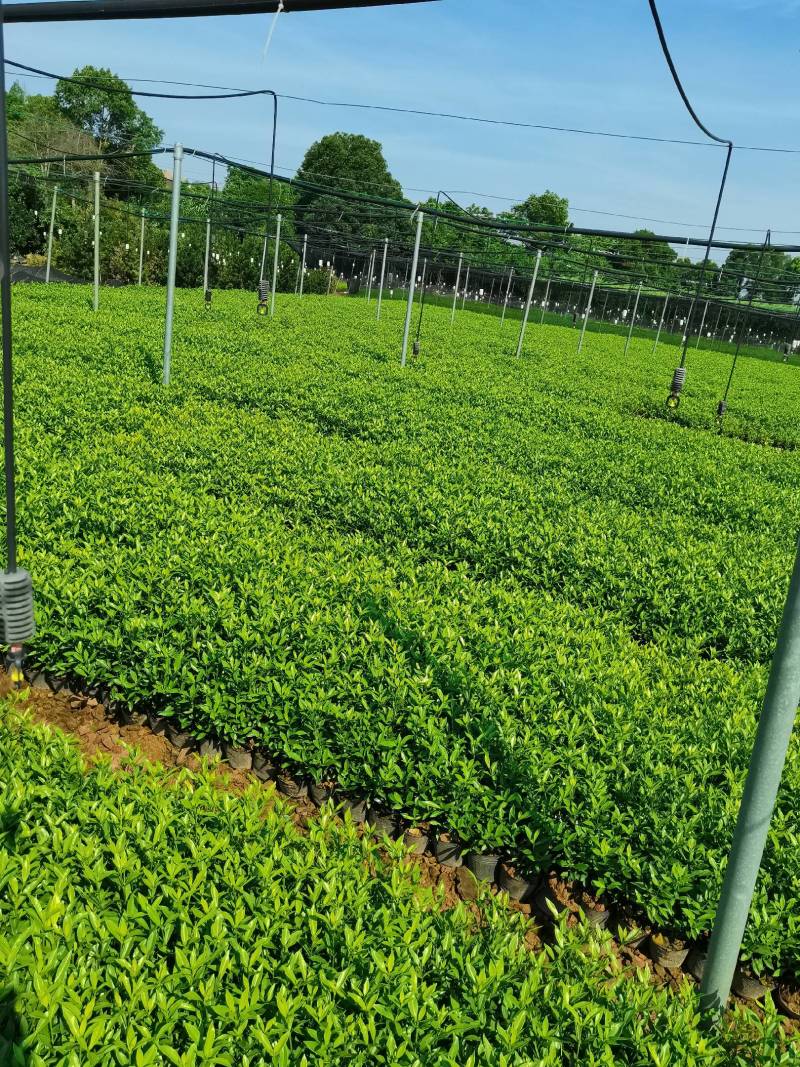 苗圃直供小叶栀子杯苗小叶栀子地苗小叶栀子芽苗量大从优批发