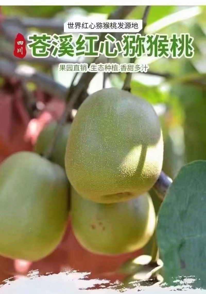 精品苍溪红心猕猴桃，可零售，品质保证，产地直发，欢迎咨询