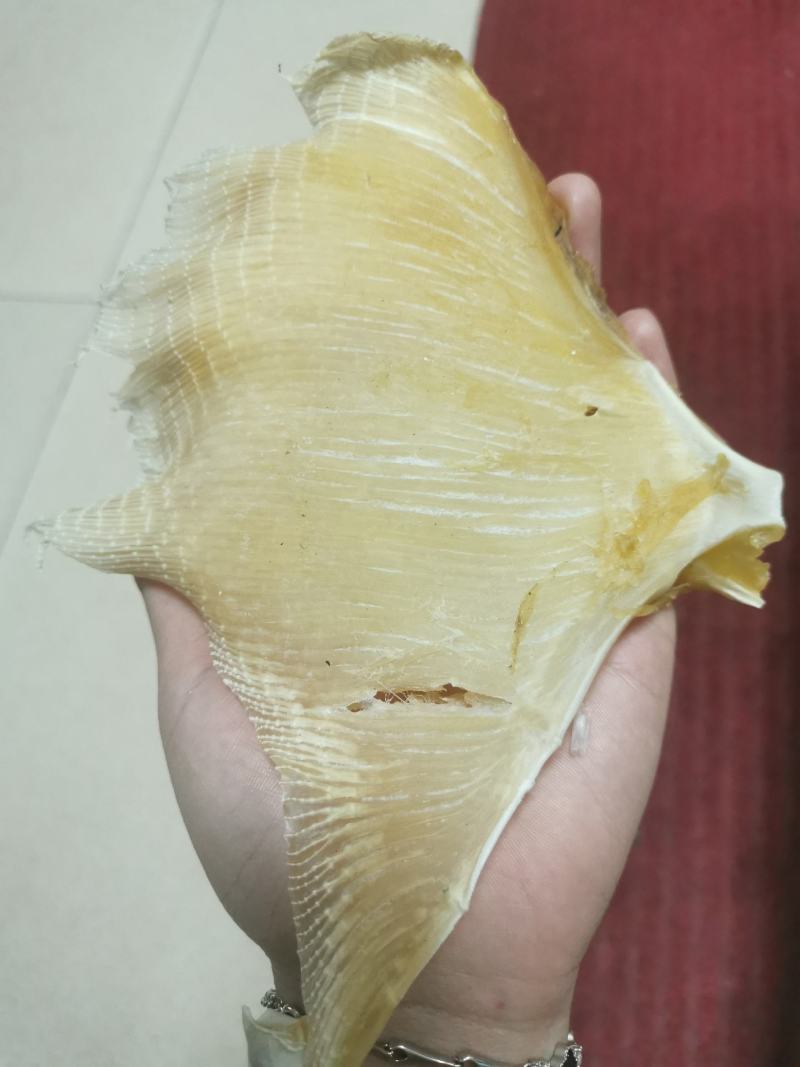 【精选】北海浦鱼翅大量供应一手货源品质保证量大从优